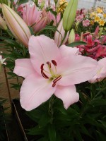 [4225 Rubiano No02.JPG]